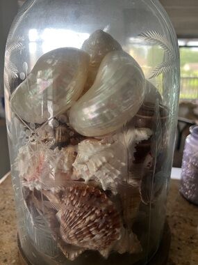 Decorative Seashell Glass Cloche - Pearl and Brown Shell Display